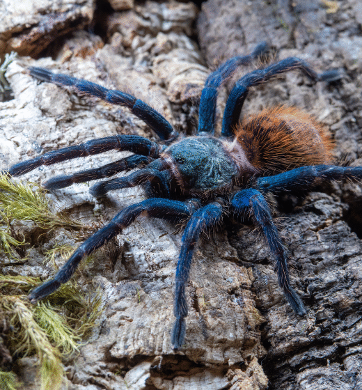 Dla początkujących