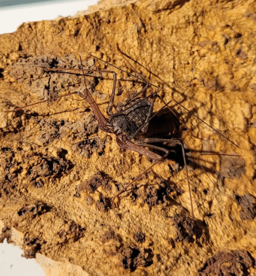 Pająki właściwe i inne