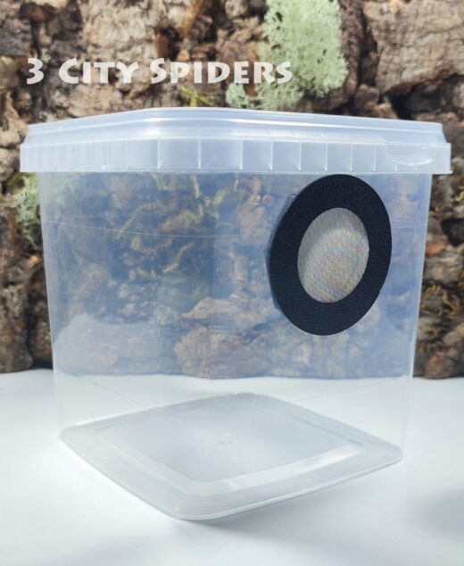 Pojemnik hodowlany 12x12x12cm z gotową wentylacją