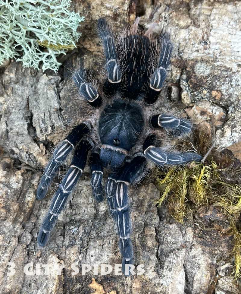 Aphonopelma seemanni - obrazek 3