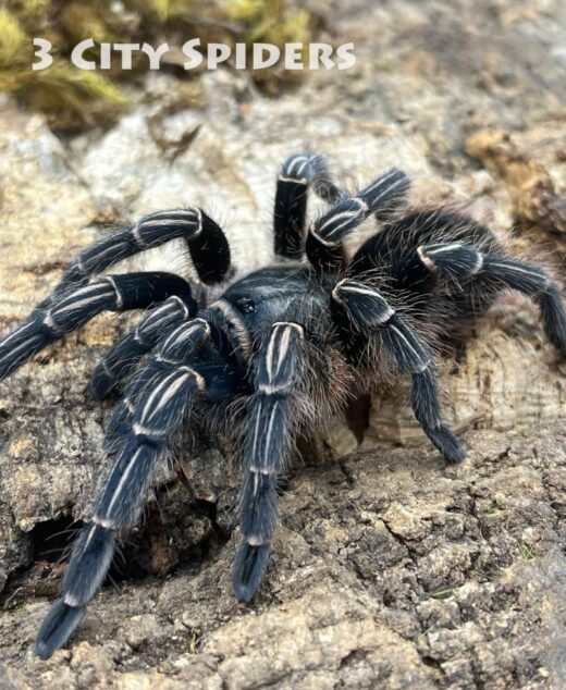 Aphonopelma seemanni