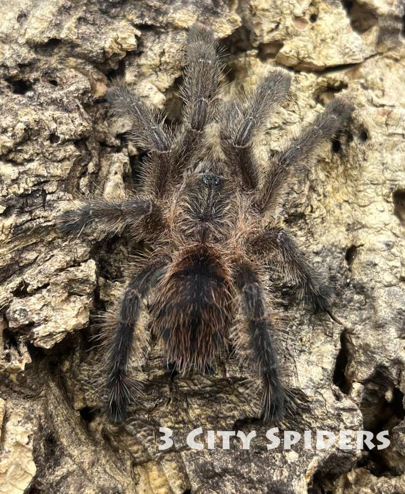 Avicularia merianae