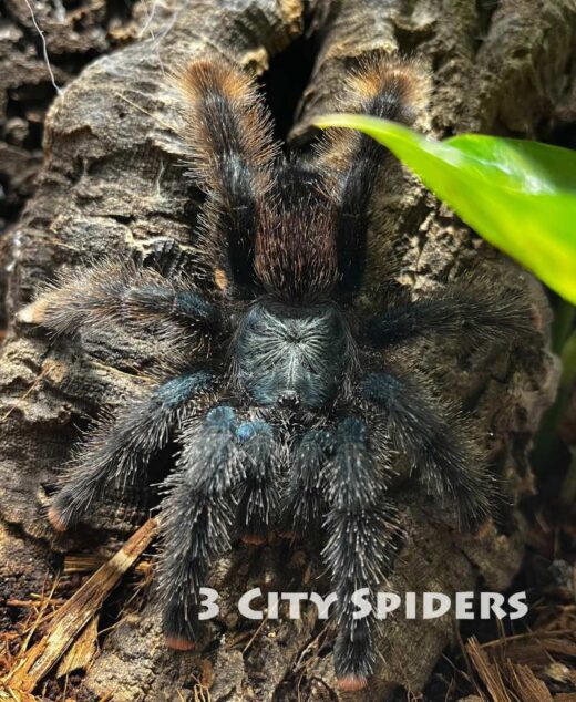 Avicularia metallica “white hairs”