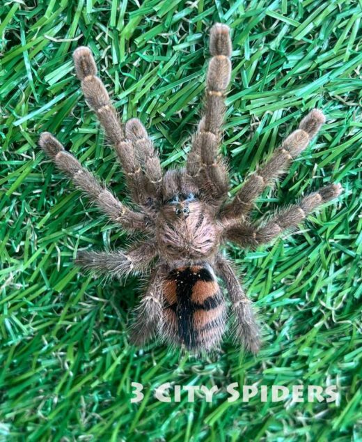 Avicularia minatrix