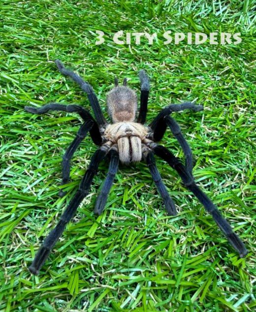 Birupes simoroxigorum