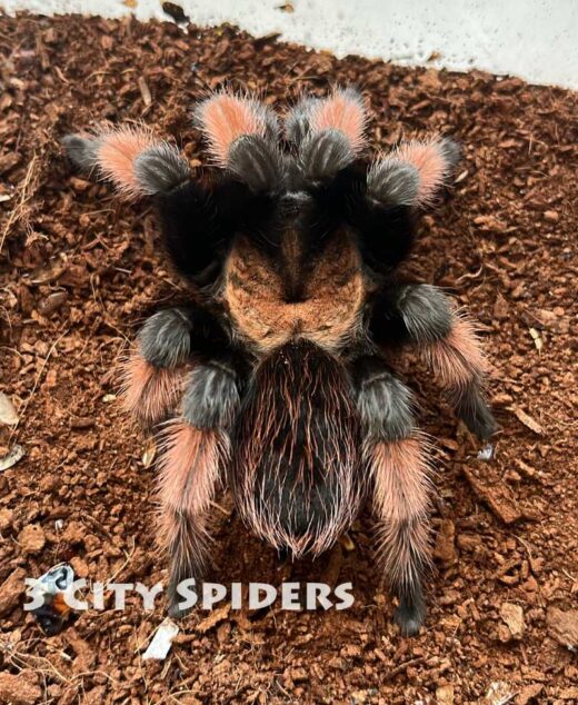 Brachypelma emilia