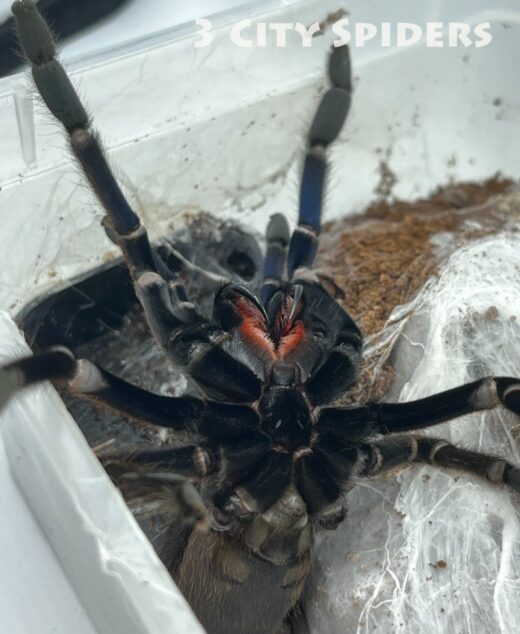 Chilobrachys sp. blue vietnam