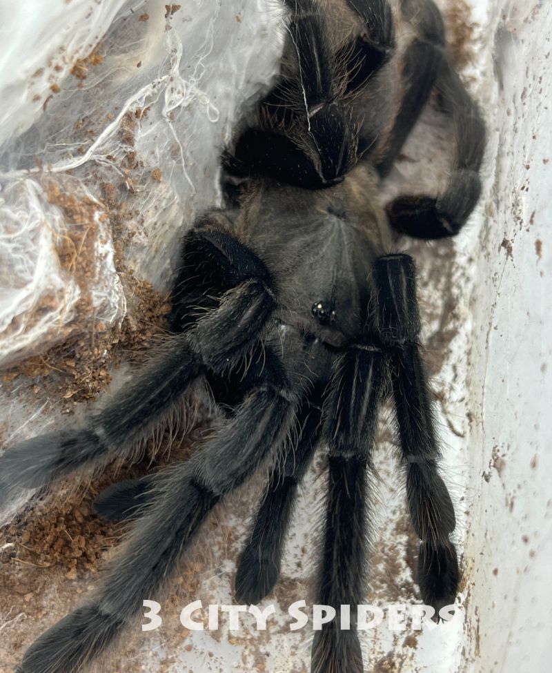 Chilobrachys dyscolus black - obrazek 3