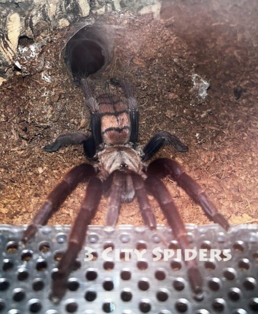 Chilobrachys fimbriatus