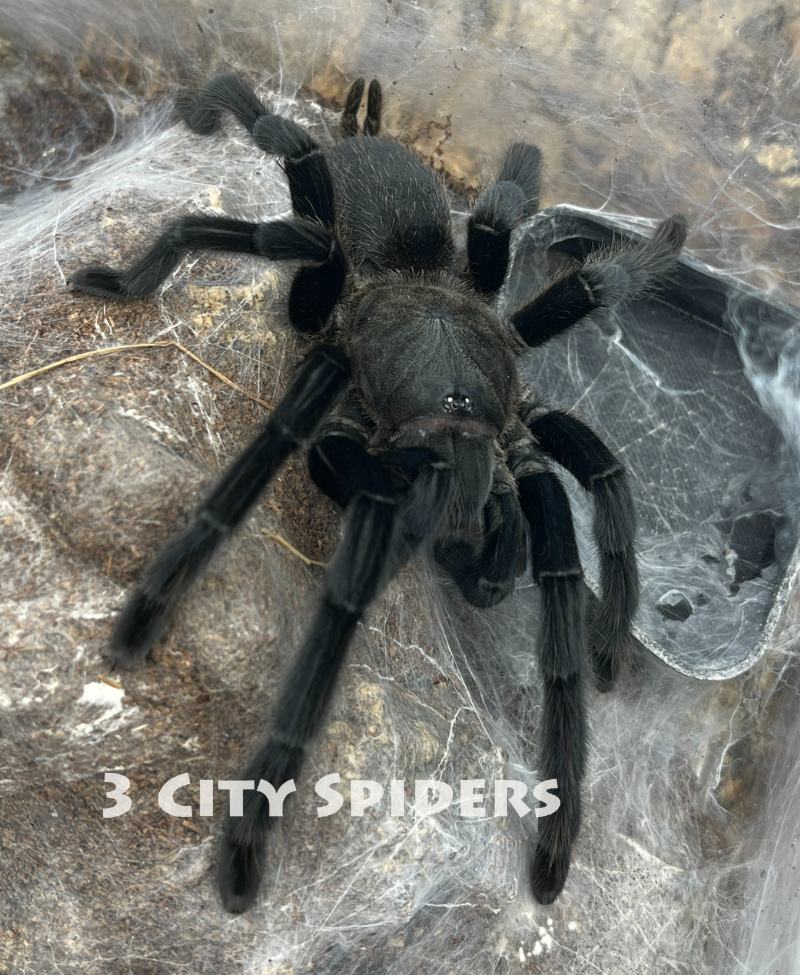 Chilobrachys sp. kaeng krachan