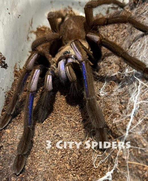 Chilobrachys natanicharum