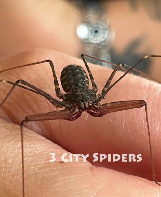 Euphrynichus bacillifer