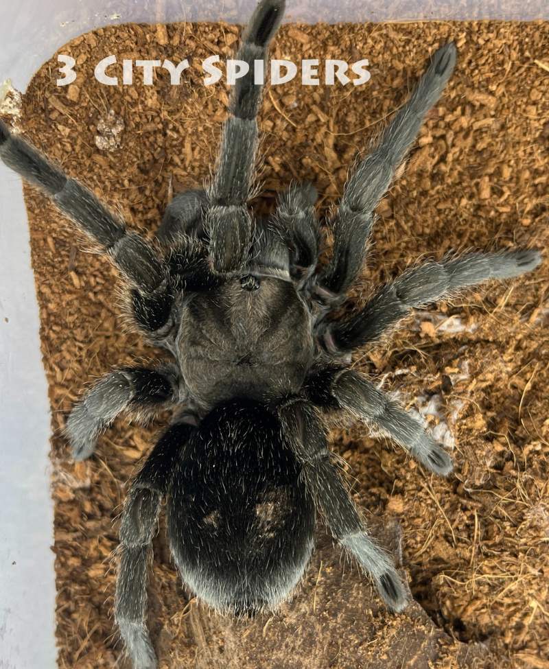 Grammostola pulchra - obrazek 2