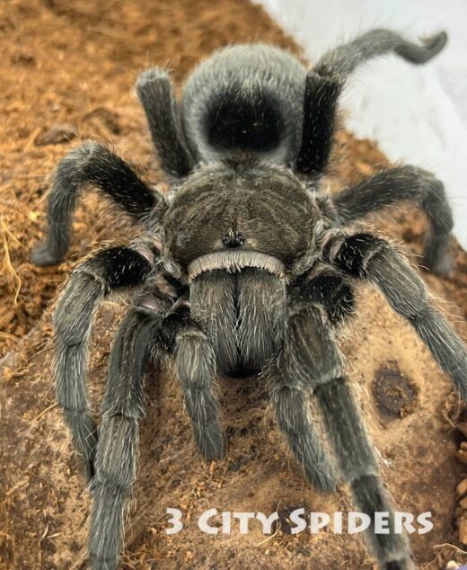 Grammostola pulchra