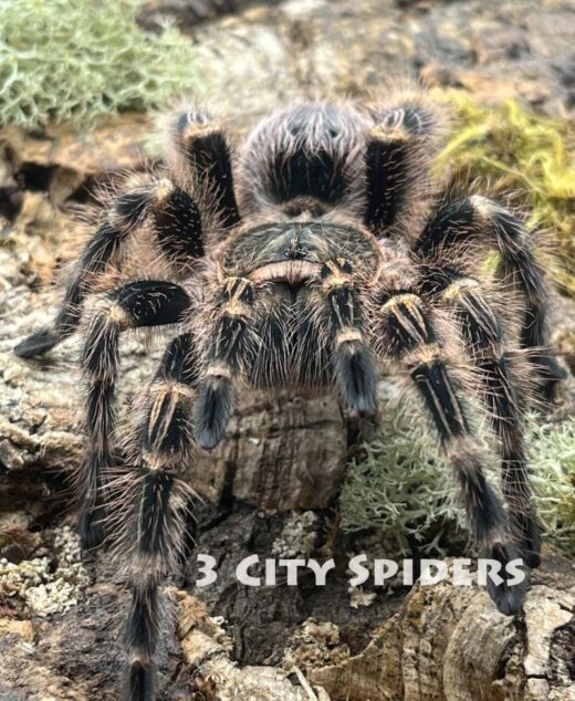 Grammostola pulchripes