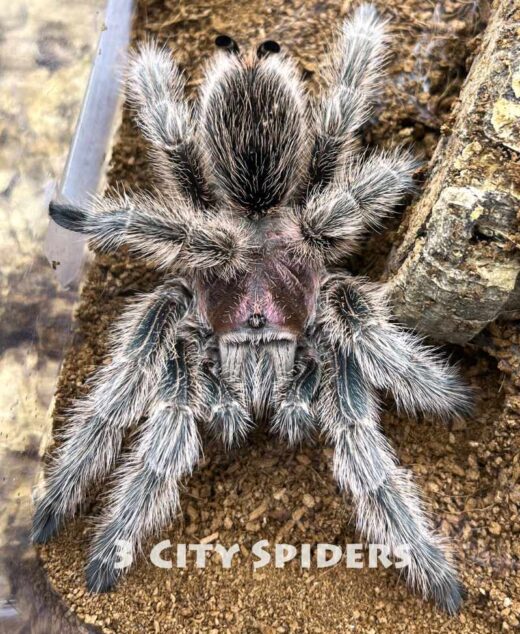 Grammostola rosea