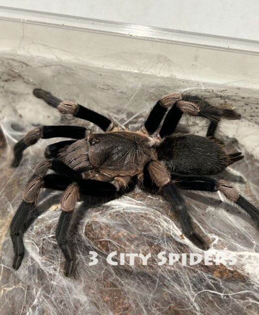 Haplocosmia himalayana