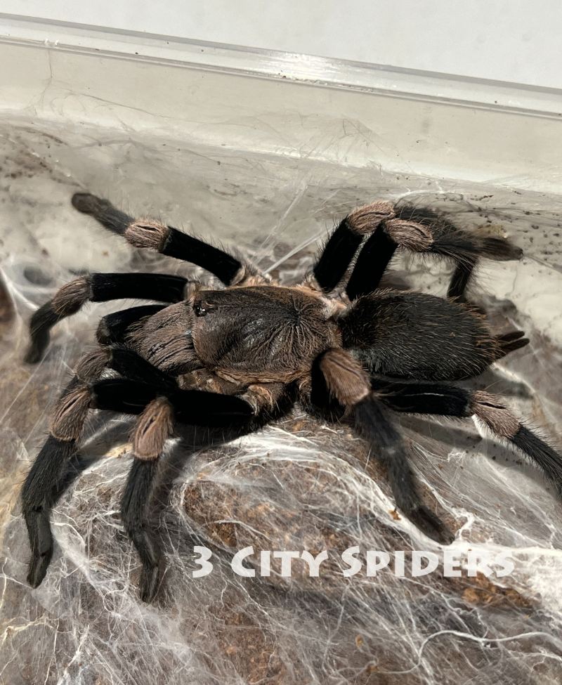 Haplocosmia himalayana