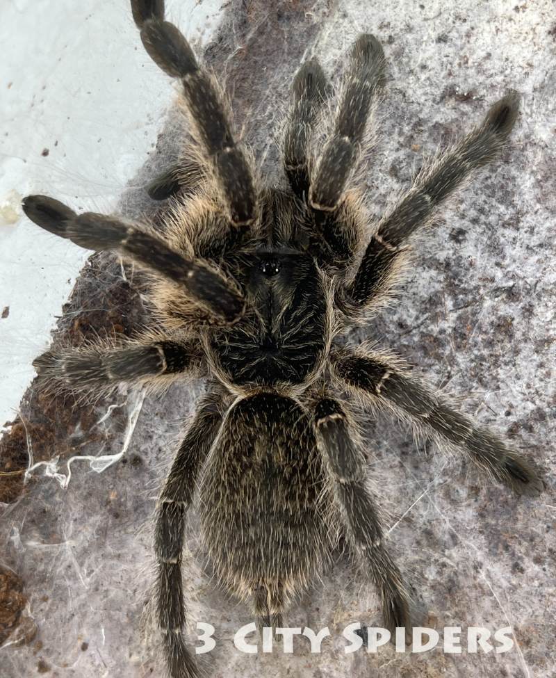 Harpactira baviana - obrazek 3