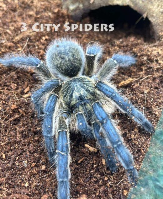 Harpactira pulchripes