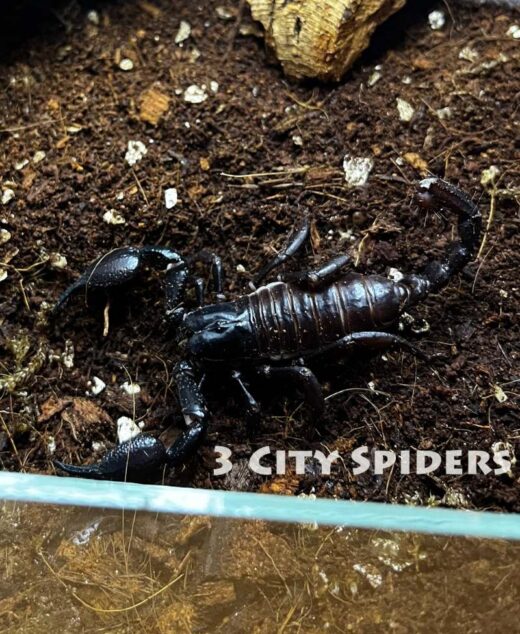 Heterometrus laoticus