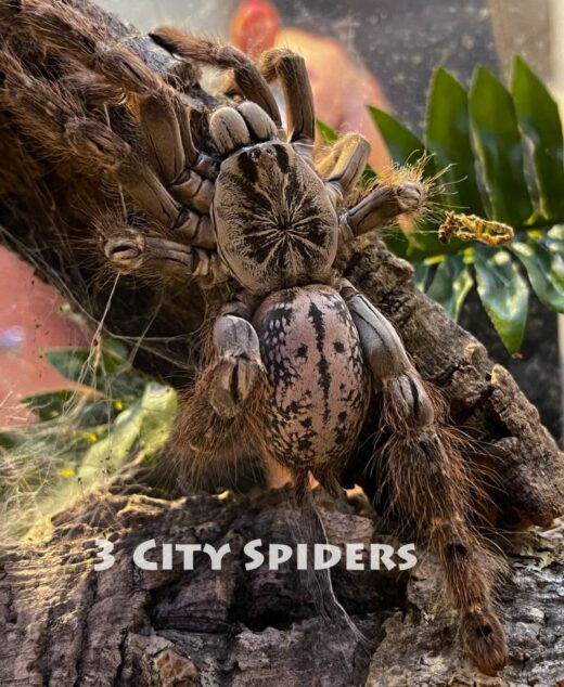 Heteroscodra maculata