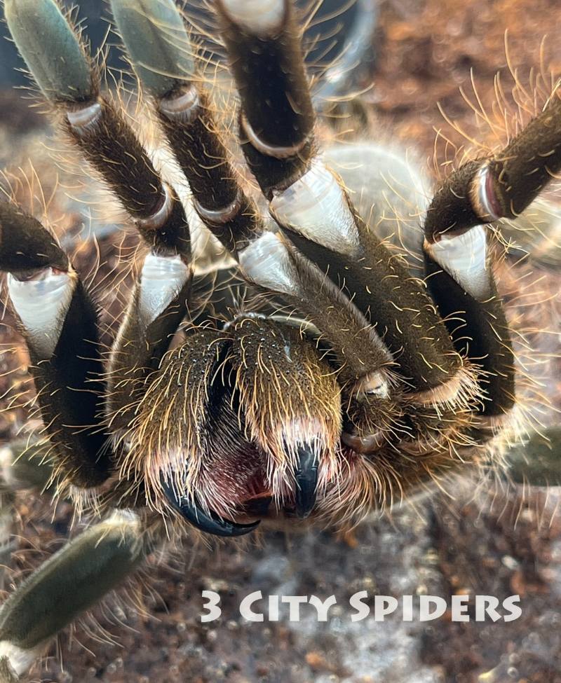 Hysterocrates gigas - obrazek 3