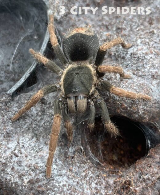 Kochiana brunnipes