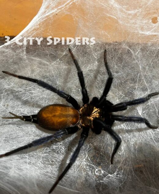 Linothele megatheloides