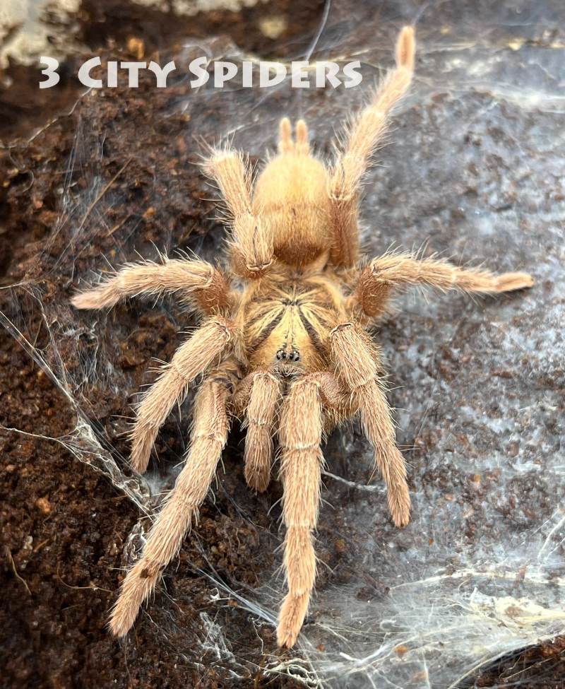 Neoholothele incei gold