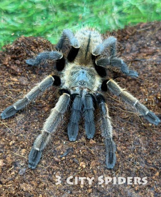 Ornithoctonus aureotibialis