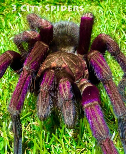 Pamphobeteus sp. machala