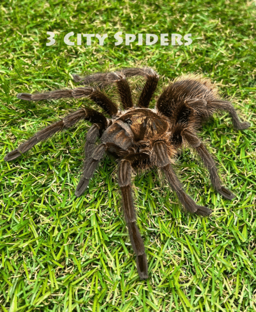 Phormictopus atrichomatus