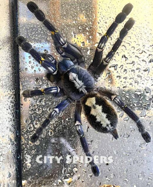 Poecilotheria metallica