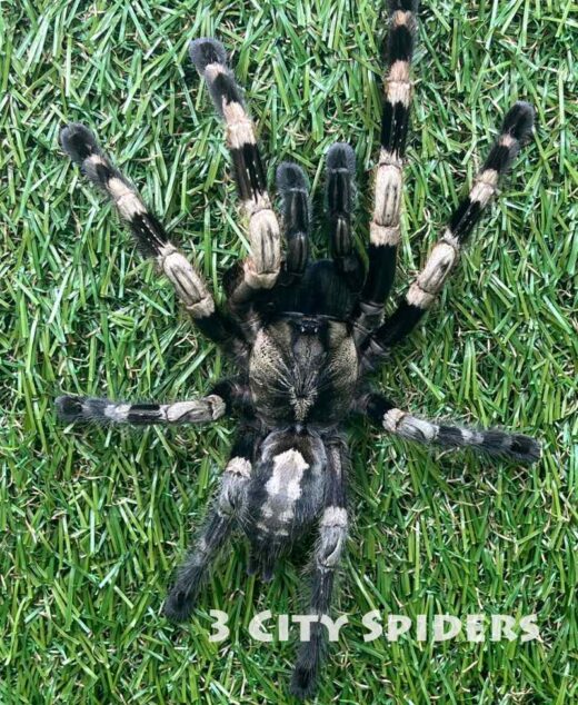 Poecilotheria miranda