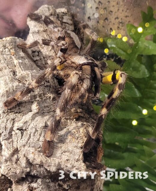 Poecilotheria regalis