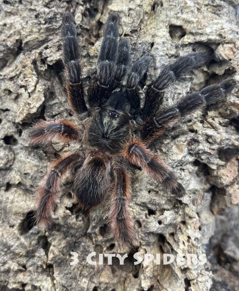 Psalmopoeus victori
