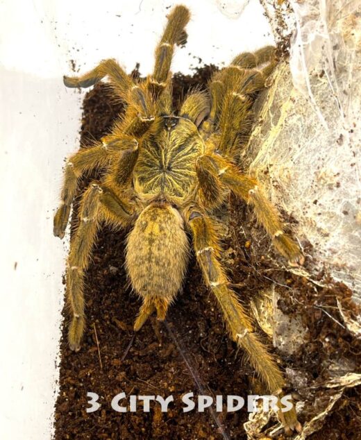 Pterinochilus murinus „tete”
