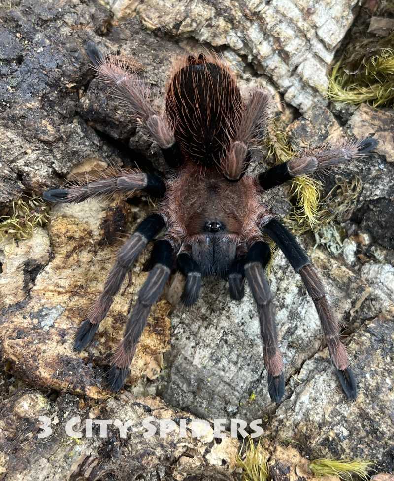 Sericopelma sp. santa catalina - obrazek 3