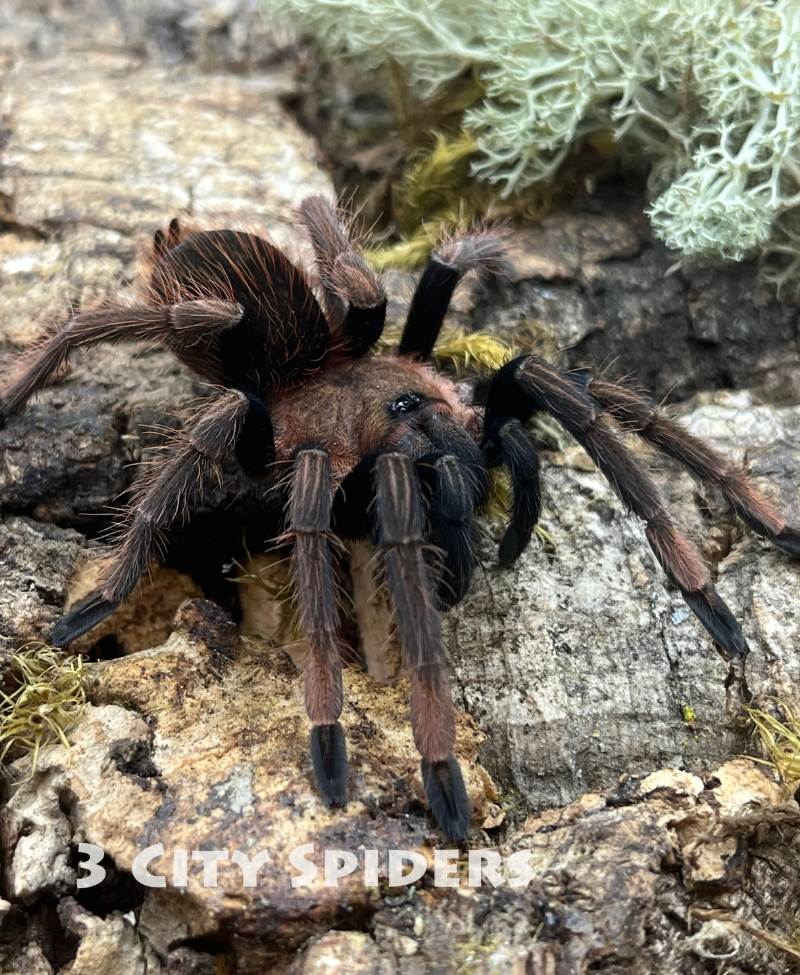 Sericopelma sp. santa catalina - obrazek 2
