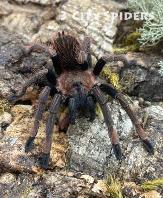 Sericopelma sp. Santa Catalina