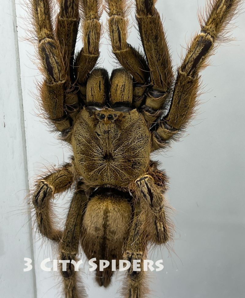 Stromatopelma calceatum - obrazek 3