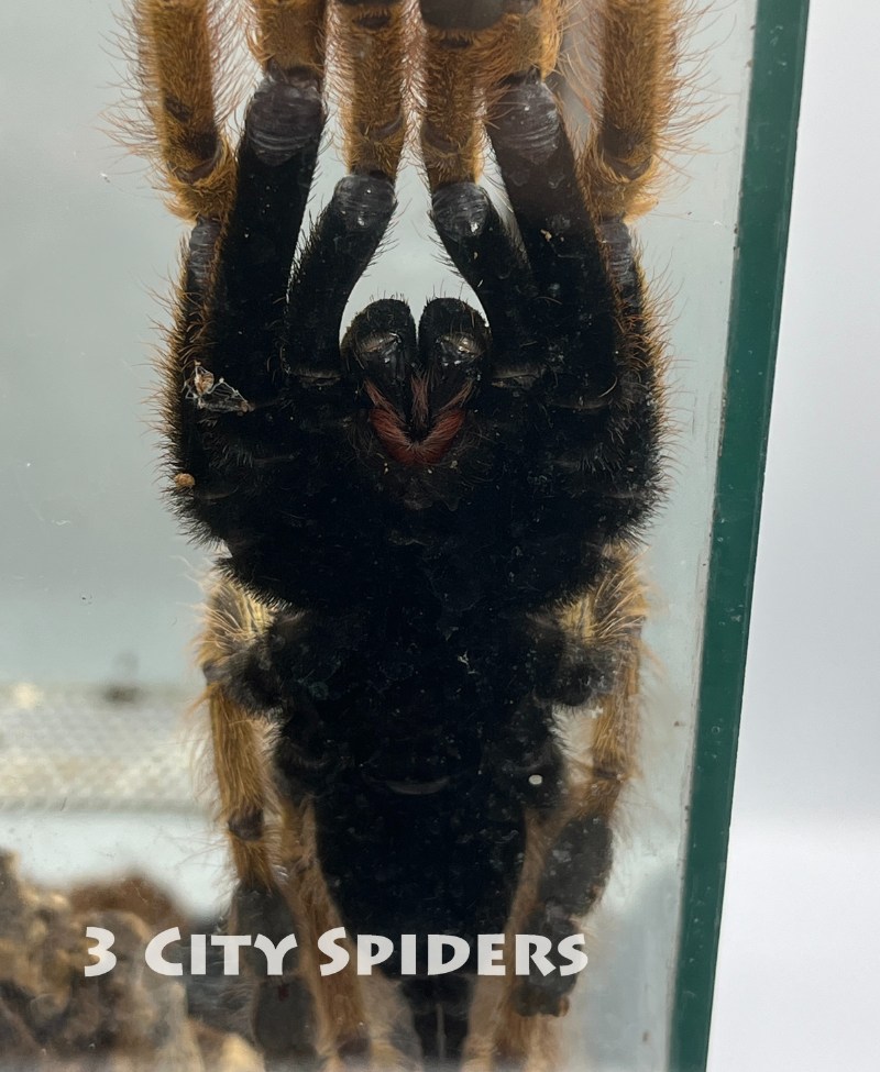 Stromatopelma calceatum - obrazek 2