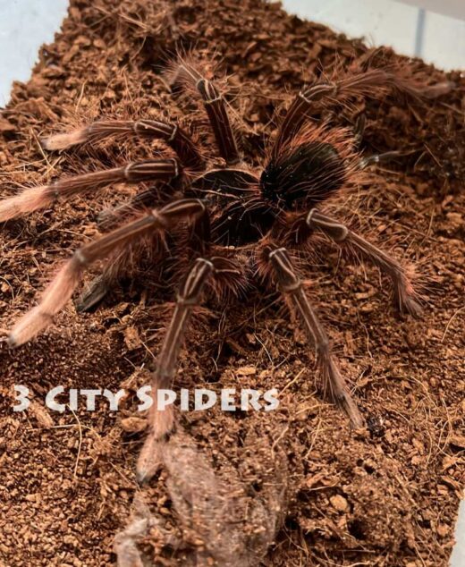 Theraphosa apophysis