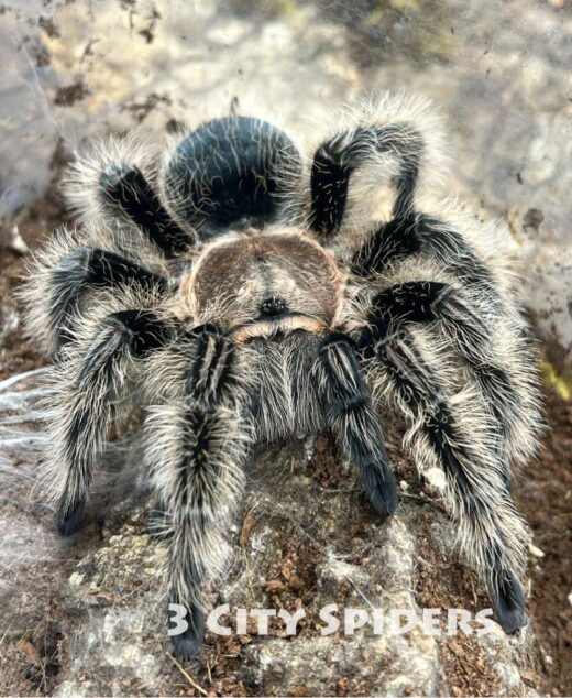Tliltocatl albopilosus Honduras