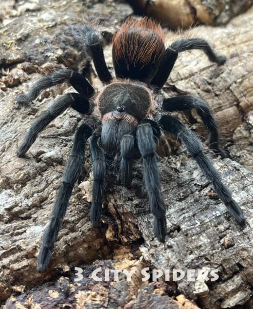 Tliltocatl epicureanus