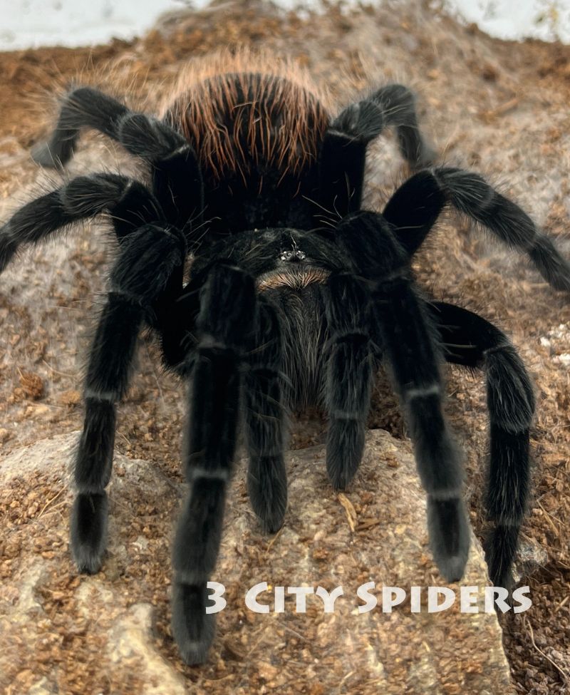 Tliltocatl vagans - obrazek 3