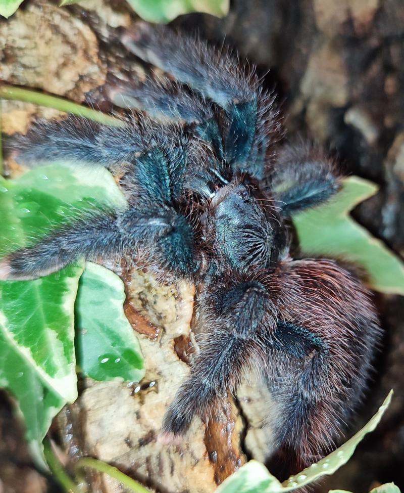 Avicularia metallica