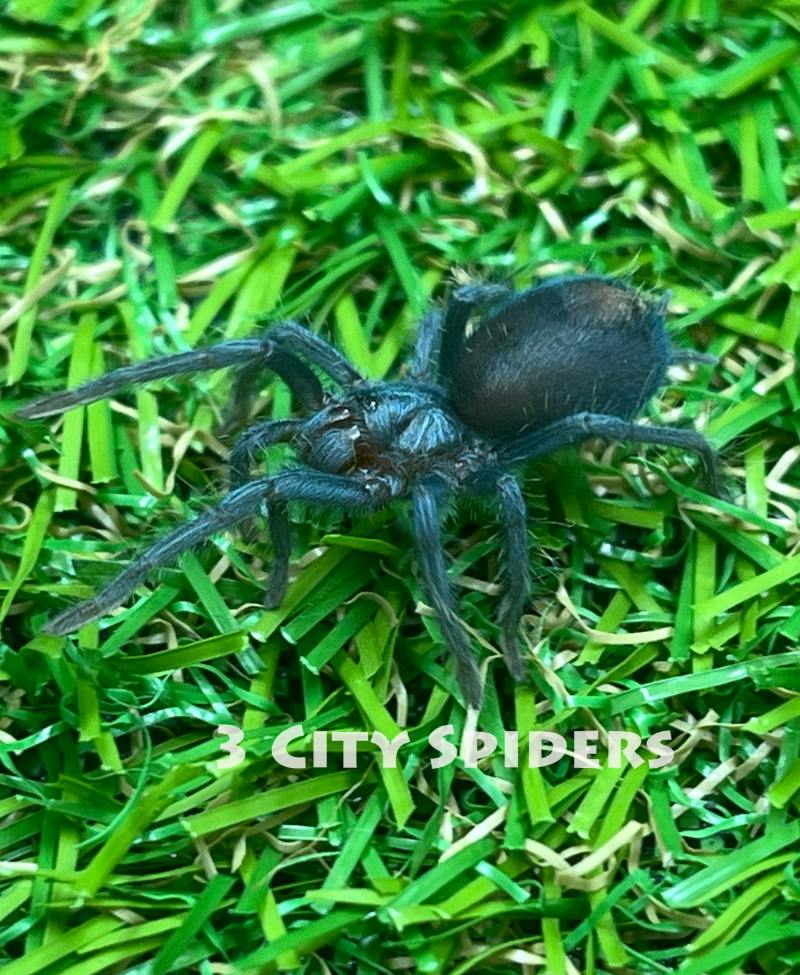 Phormictopus sp. green femur