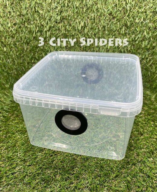 Pojemnik hodowlany 19x19x12cm z gotową wentylacją